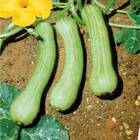 Sementes De Abobora Híbrida Sandy (100 Sementes) Isla