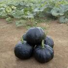 Sementes De Abóbora Híbrida Tetsukabuto (50g) Topseed