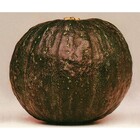 Sementes De Abóbora Híbrida Tetsukabuto Pcte C/ 100 Gramas