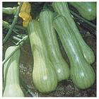 Sementes De Abóbora Menina Brasileira Precoce (50g) Isla