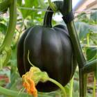 Sementes De Abóbora Mini Híbrida Pérola Negra Isla