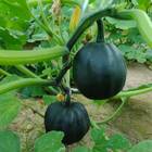 Sementes De Abóbora Mini Híbrida Pérola Negra Isla