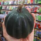 Sementes De Abóbora Mini Híbrida Pérola Negra Isla