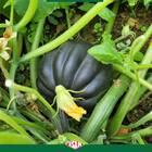 Sementes De Abóbora Mini Híbrida Pérola Negra Isla