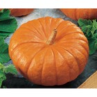 Sementes De Abóbora Moranga Exposição Pcte C/ 100 Gramas