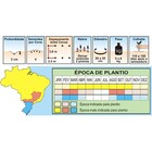 Sementes De Abóbora Moranga Exposição Pcte C/ 250 Gramas