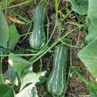 Sementes De Abóbora Paulista (mini) Topseed