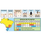 Sementes De Abóbora Sergipana Pcte C/ 250 Gramas