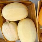 Sementes De Abobrinha Bavette Espaguete Isla