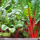 Sementes De Acelga Artemis (linha Carol Costa) Isla