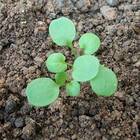 Sementes De Agrião Da Terra (seco) Pcte C/ 100 Gramas