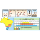 Sementes De Agrião Da Terra (seco) Pcte C/ 100 Gramas