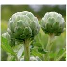 Sementes De Alcachofra Verde Redonda (2,5g) Blueline Topseed