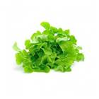 Sementes De Alface Brava Mimosa Peletizada (100un) Isla