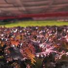 Sementes De Alface Carmim Crespa Peletizada (1000un) Isla