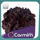 Sementes De Alface Carmim Crespa Peletizada (1000un) Isla