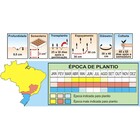 Sementes De Alface Crespa Black Seeded Simpson Pcte C/ 100 Gr