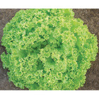 Sementes De Alface Crespa Camila Peletizada Pcte C/ 2.000 Sem