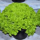 Sementes De Alface Crespa Elba Topseed