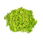 Sementes De Alface Crespa Elba Topseed