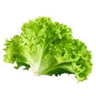 Sementes De Alface Crespa Elba Topseed
