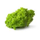 Sementes De Alface Crespa Elba Topseed