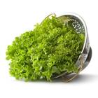 Sementes De Alface Crespa Para Inverno Topseed