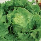 Sementes De Alface Crespa Repolhuda Topseed