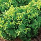 Sementes De Alface Crespa Repolhuda Topseed