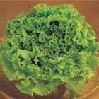 Sementes De Alface Crespa Repolhuda Topseed