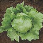 Sementes De Alface Crespa Repolhuda Topseed