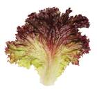 Sementes De Alface Crespa Roxa Topseed