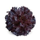 Sementes De Alface Crespa Roxa Topseed
