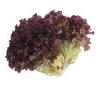 Sementes De Alface Crespa Roxa Topseed