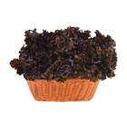 Sementes De Alface Crespa Roxa Topseed