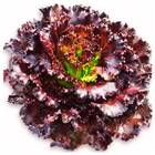 Sementes De Alface Crespa Rubi Peletizada (100un) Isla