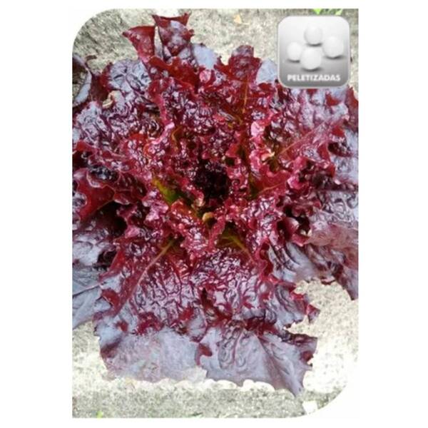 Sementes De Alface Crespa Rubi Peletizada (100un) Isla