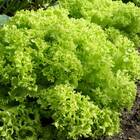 Sementes De Alface Crespa Simpson Select Topseed