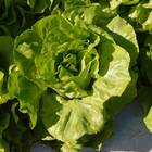 Sementes De Alface Lisa Vitória De Santo Antão Topseed