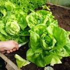 Sementes De Alface Maravilha De Verão (manteiga) Topseed