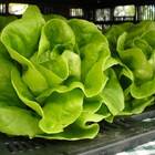 Sementes De Alface Maravilha De Verão (manteiga) Topseed