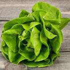 Sementes De Alface Maravilha De Verão (manteiga) Topseed