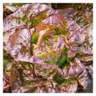 Sementes De Alface Maravilha Quatro Estações Topseed