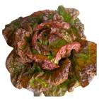 Sementes De Alface Maravilha Quatro Estações Topseed