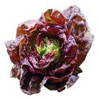 Sementes De Alface Maravilha Quatro Estações Topseed