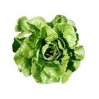 Sementes De Alface Romana Balão Topseed