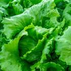Sementes De Alface Sibéria Americana Peletizada (1000un)isla