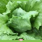 Sementes De Alface Sibéria Americana Peletizada (1000un)isla