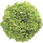 Sementes De Alface Vera Crespa Peletizada (100un) Isla