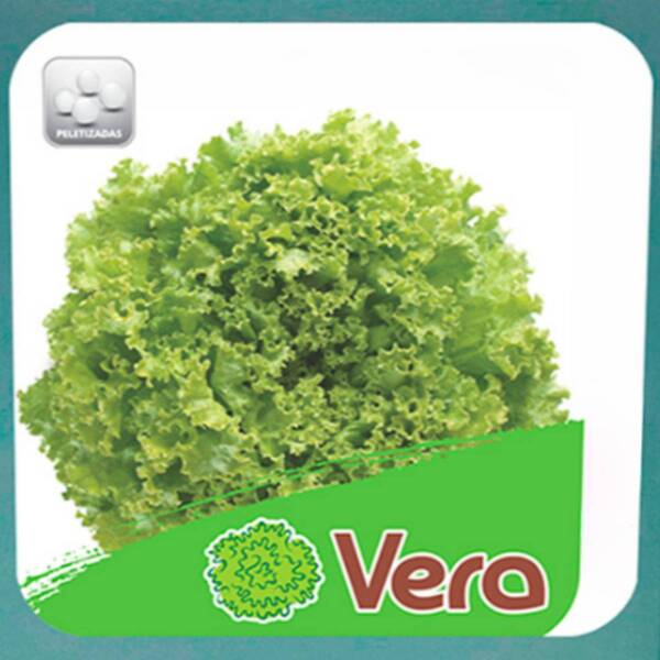 Sementes De Alface Vera Crespa Peletizada (100un) Isla